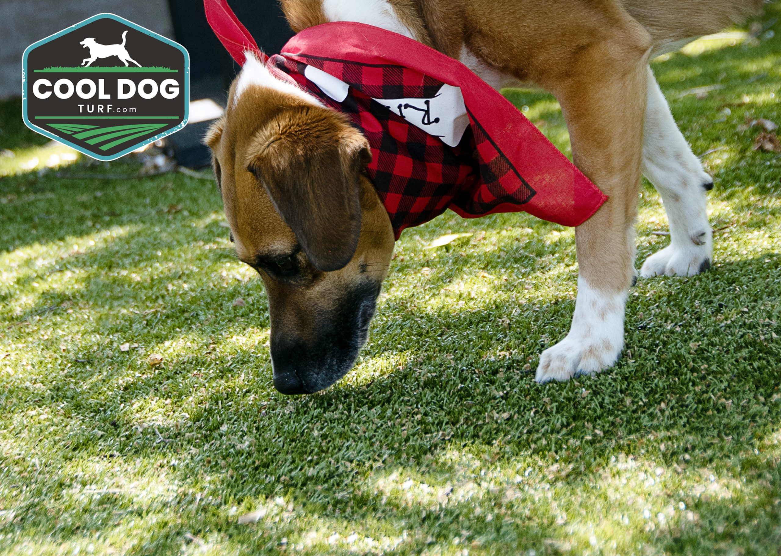 CoolDogTurf_ArchitecturalTurf_Rizzo_CloseUp-scaled - Cool Dog Turf